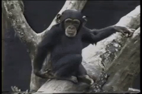 a monkey sitting on a tree with a surprised look