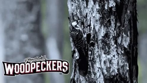 woodpeckers logo on tree in forest