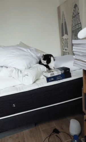 a cat that is laying down on a bed
