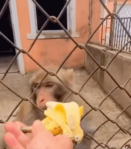 a monkey holding soing behind a fence
