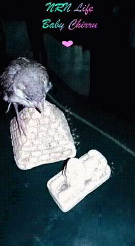 a baby pigeon standing on an arm rest