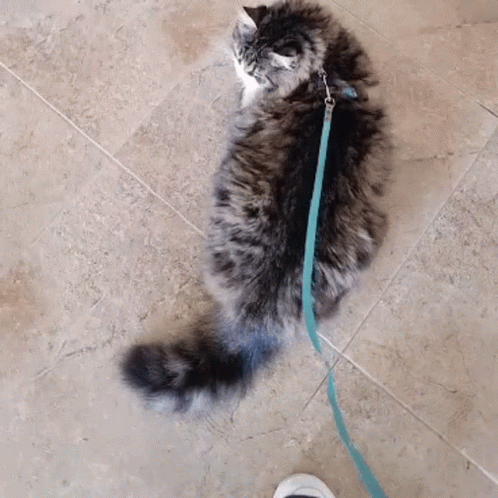 a cat on a leash walks past a person