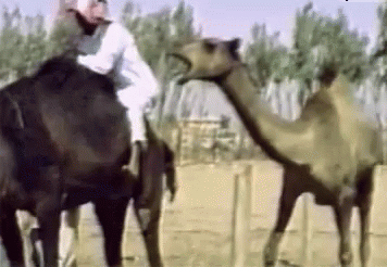 a man sitting on top of a camel that's next to another