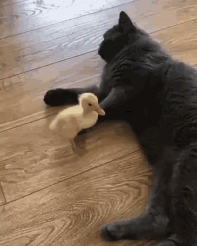 the large cat is playing with the little toy