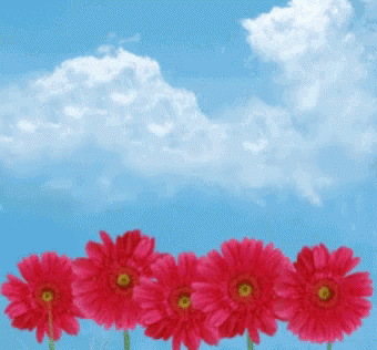 five flowers that are in front of the sky
