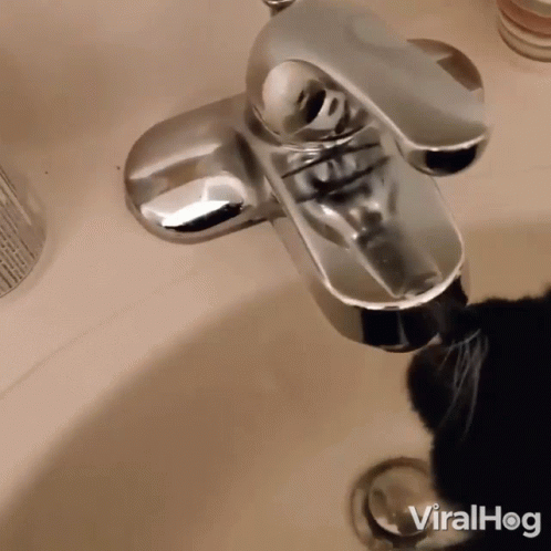 a cat drinking out of a bathroom faucet