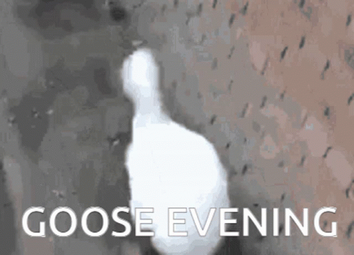 a logo that is very blurry and has the title goose evening