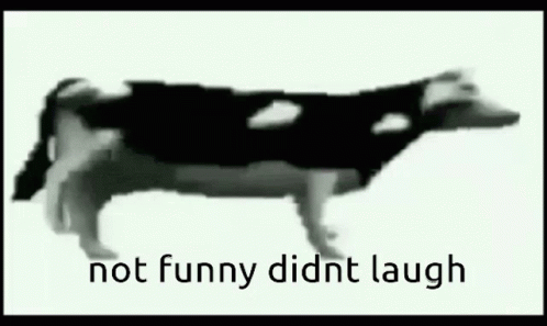 black and white pograph of a cow with the words not funny didn't laugh