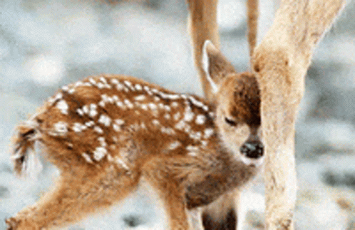 a blue and white pograph of a fawn