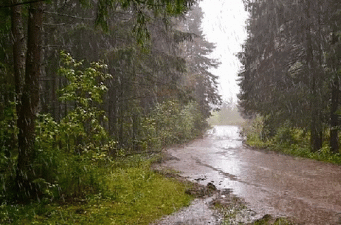 an empty road through the forest, during a heavy rain