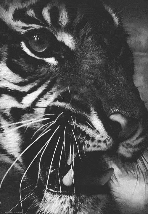an old black and white po of a tiger with open mouth