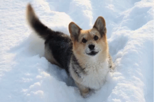 a dog is standing on a snow covered ground