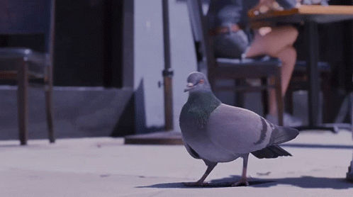 a pigeon standing on the sidewalk with people behind it