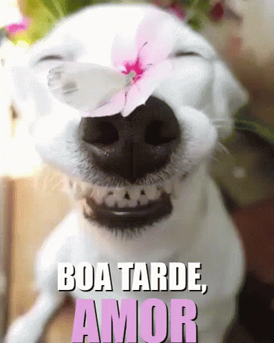 there is a dog that has a flower on its head