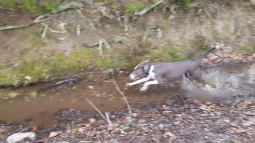 a dog running across a dirt patch next to a green bush