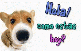 a poster with a blue and white dog that says hola
