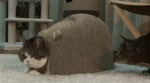 there is a cat hiding under the scratching post