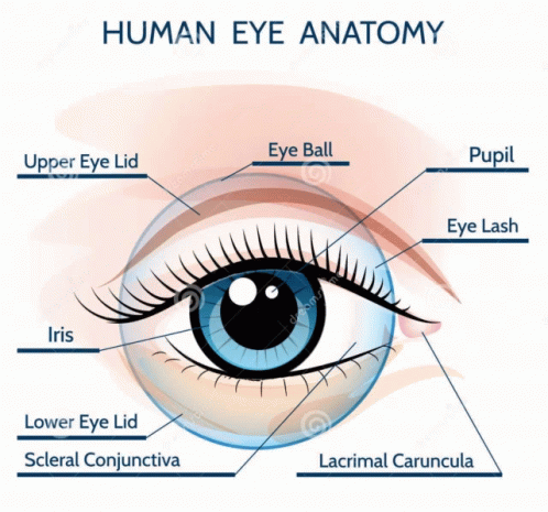 the anatomy of a human eye