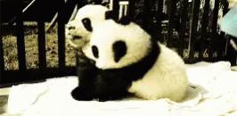 a stuffed panda bear sits on top of paper