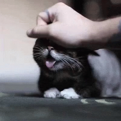 a black and white cat is being fed by a person