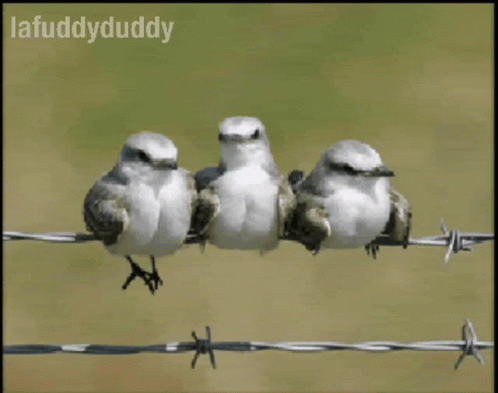 a group of birds sitting on a wire