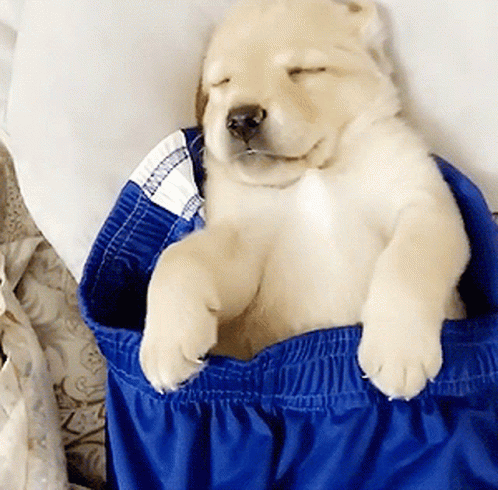 a baby polar bear that is sleeping inside of an orange blanket