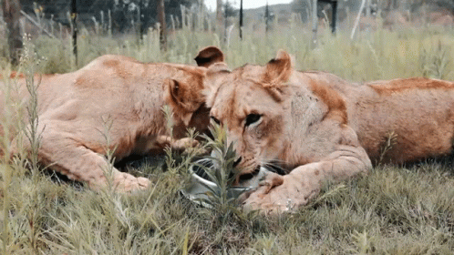 two lions one in blue and one in brown are eating grass