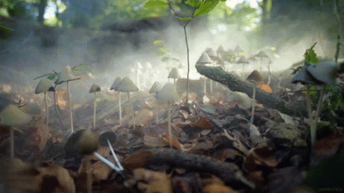 a large group of leaf littering in a forest