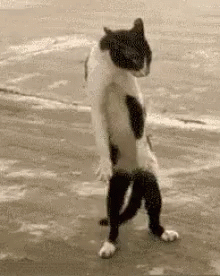 a black and white cat is standing on its hind legs