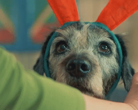 a small grey dog is wearing blue bunny ears