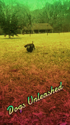 a black dog is walking on the grass