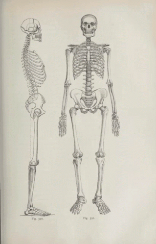 a diagram of a human skeleton from a manual