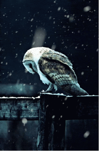 an owl is perched on top of a fence in the snow