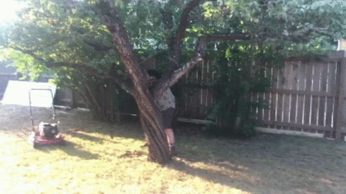 the man in his yard is trimming a tree