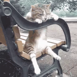 there is a cat sitting on a bench