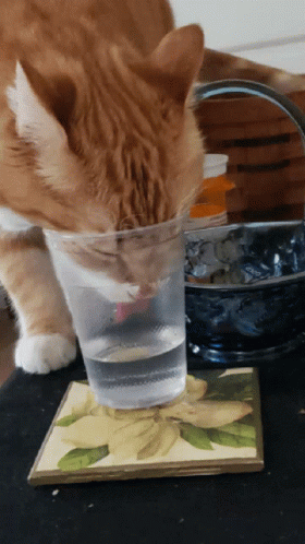a cat with its head in a cup that is half filled with water