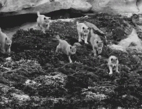 a group of white polar bears climbing up a mountain