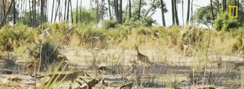 there is a forest with deer in it