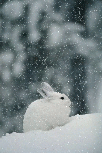 a white bird with its beak closed while sitting in the snow