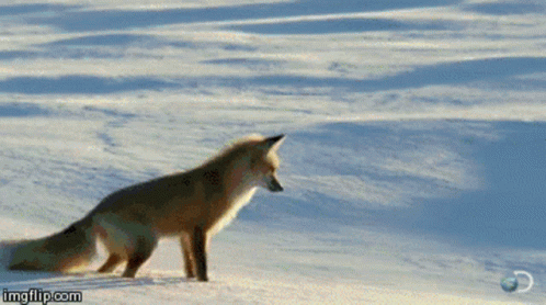 a gray fox standing on top of a snow covered slope