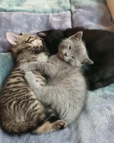 two baby kittens are curled up and cuddled together