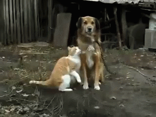 a dog and cat sit in a junk yard