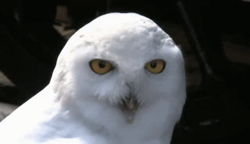a white owl with blue eyes is shown