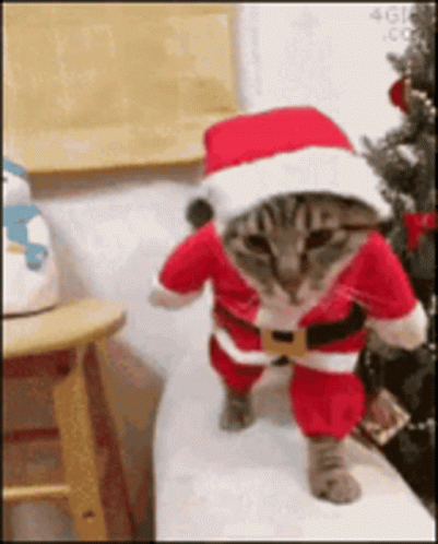 a cat is on a chair wearing a santa clause outfit