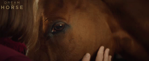 a woman who is petting the nose of a horse