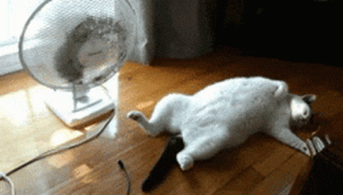 a cat laying on a desk next to a fan