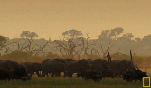 a bunch of elephants that are walking in a field