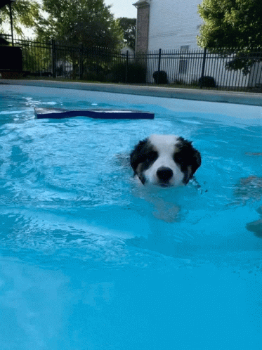 a black and white dog is swimming in an empty pool