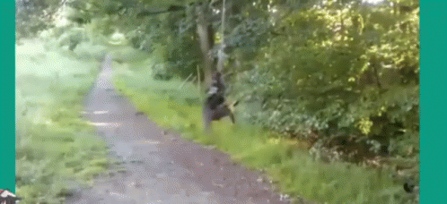 bear caught on video following his owner down the path