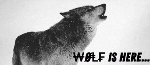 a lone wolf is in front of a white background with the words'we f is here '